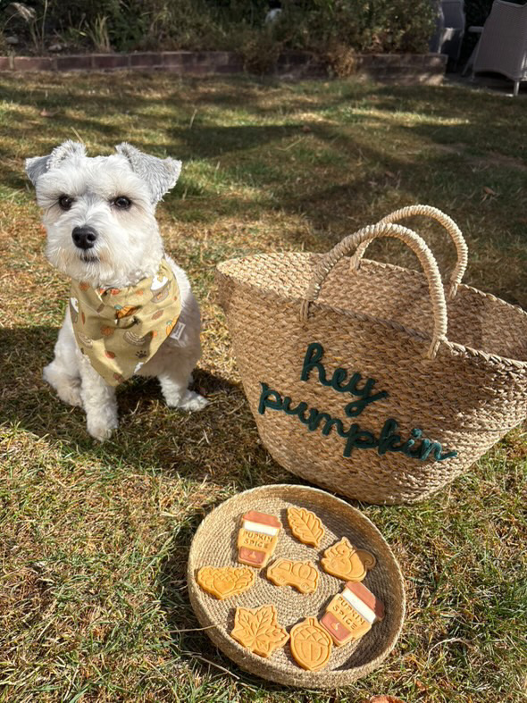Bespoke Cotton Bandana- Paw-tumn Leaves and Lattes - Image 2