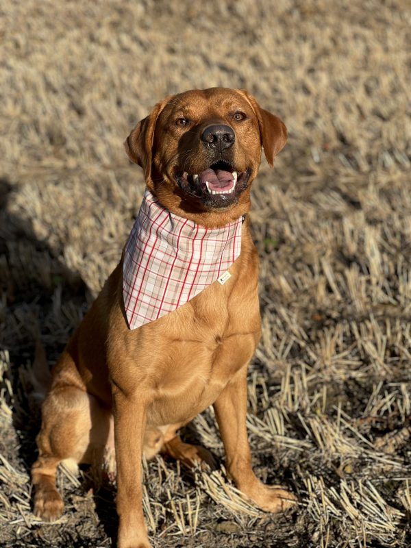 Cream Cotton Bandana- Red Tartan Print - Image 2