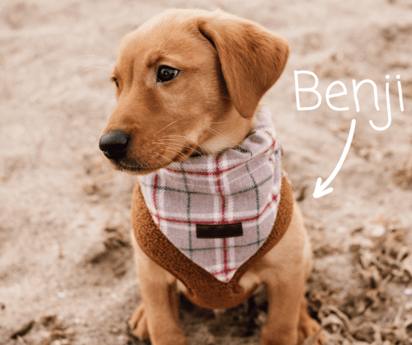 Benji (1)